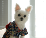 Maltipom Puppies For Sale Fairfield Furbabies